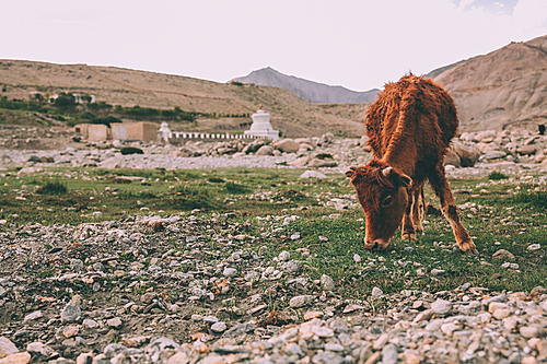 brown cow grazing on grass in Indian Himalayas, Ladakh region
