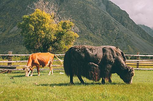 brown cow and bison grazing on pasture on mountains, Altai, Russia