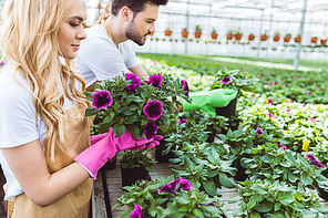 Male and female gardeners working in greenhouse