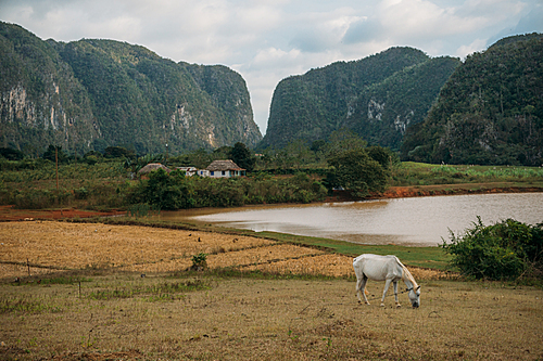 horse grazing near village, Cuba, Vinales valley, November 2016