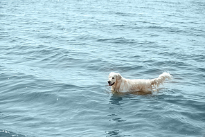 high angle view of golden retriever standing in sea