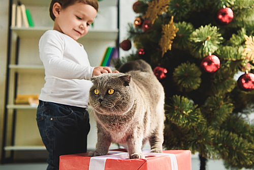 little boy petting cat on gift box near christmas tree