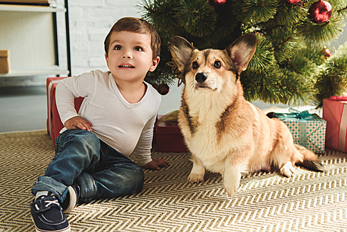 child and welsh corgi dog sitting under christmas tree