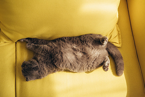 grey scottish fold cat sleeping on yellow sofa at home