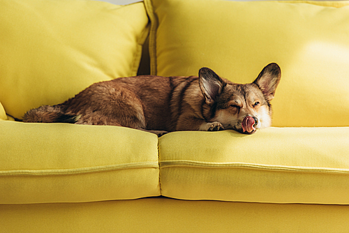 funny welsh corgi dog licking nose on yellow sofa