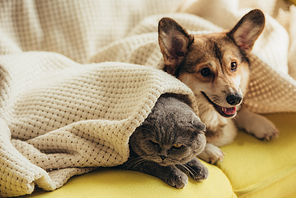 funny scottish fold cat and welsh corgi dog lying under blanket on sofa