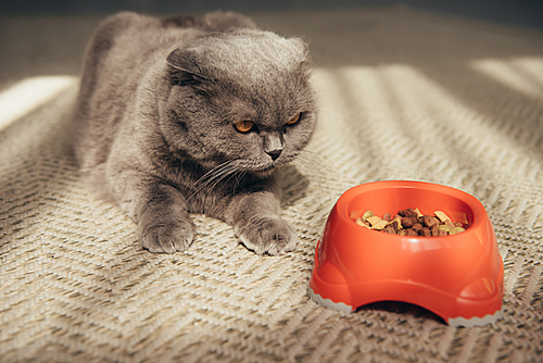 scottish fold cat with red bowl full of cat food