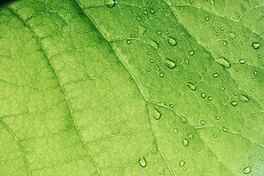 macro texture of green leaf with water drops