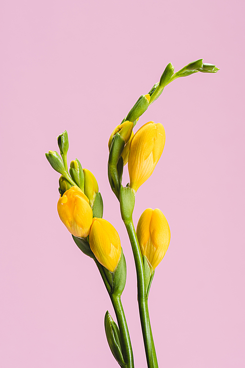 close up view of beautiful fresia flowers isolated on pink