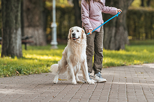 cropped shot of young woman walking with guide dog in park