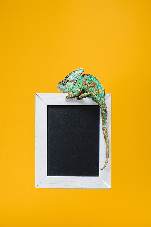 beautiful colorful reptile on blackboard in white frame isolated on yellow
