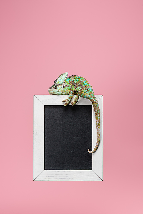 beautiful bright green chameleon on blackboard in white frame isolated on pink