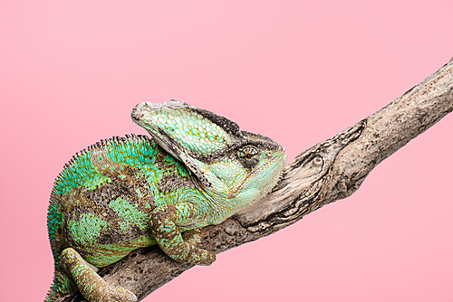 beautiful bright green chameleon sitting on tree branch isolated on pink