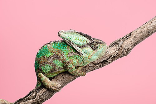 side view of beautiful bright green chameleon sitting on tree branch isolated on pink