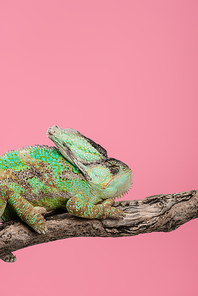 beautiful exotic chameleon sitting on tree branch isolated on pink