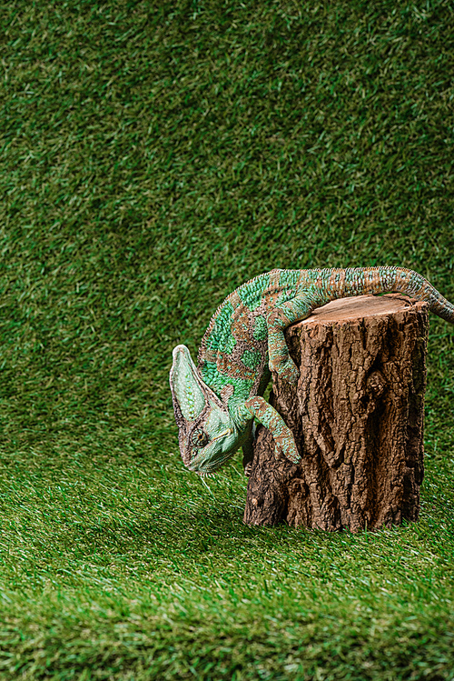 side view of beautiful bright green chameleon climbing down stump