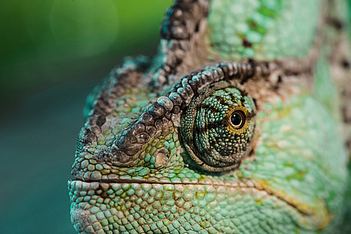 close up of beautiful bright green chameleon
