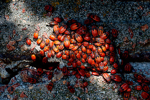 top view of many red firebugs on concrete surface