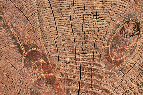 full frame of wooden stump texture as backdrop