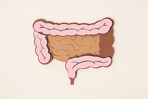 elevated view of human large intestine on beige