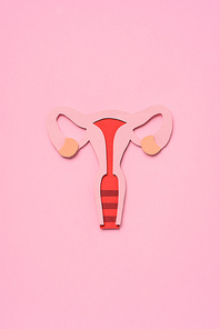 elevated view of female reproductive system on pink
