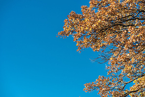 low angle view of yellow autumnal leaves on trees against blue sky