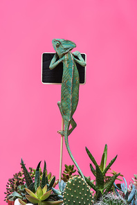 funny chameleon crawling on blank board isolated on pink