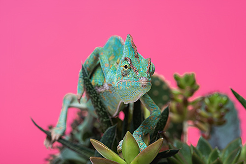 close-up view of beautiful tropical chameleon crawling on succulents isolated on pink