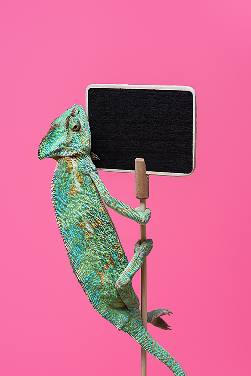 cute colorful chameleon crawling on blank board isolated on pink