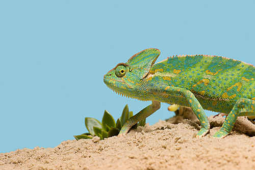 side view of beautiful exotic chameleon on sand with succulents isolated on blue