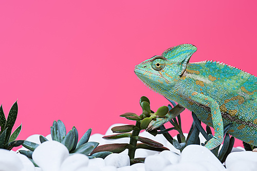 side view of cute colorful chameleon on stones with succulents isolated on pink