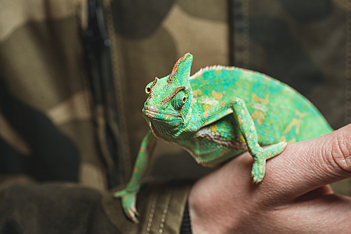 cropped shot of man holding beautiful colorful chameleon