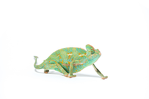 colorful tropical chameleon crawling isolated on white
