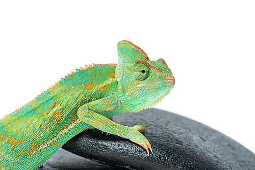 close-up view of cute colorful chameleon on stones isolated on white