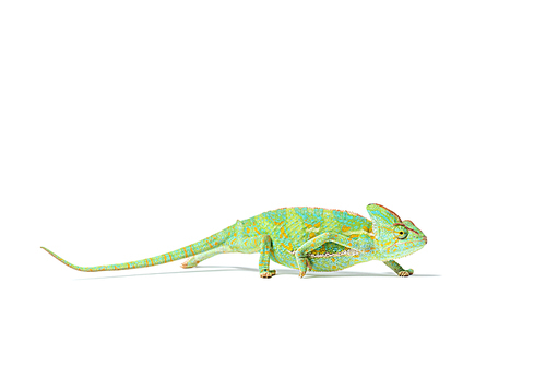 side view of colorful tropical chameleon crawling isolated on white