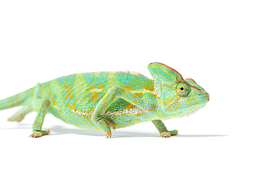 close-up view of beautiful tropical chameleon isolated on white