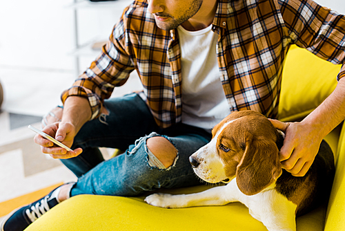 cropped view of man using smartphone while sitting on sofa with cute dog