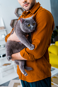 cropped view of man holding cute british shorthair cat