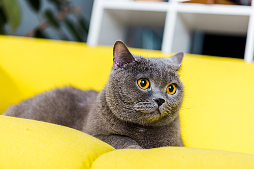 grey british shorthair cat lying on yellow couch