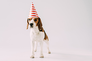 cute beagle dog standing in party cap on grey background