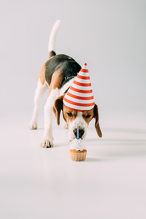 cute beagle dog in party cap smelling cupcake on grey background