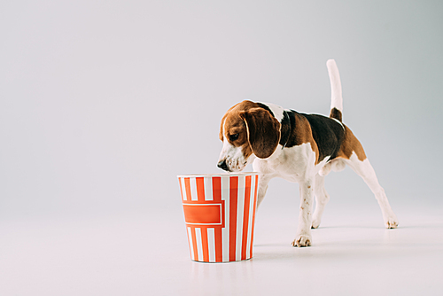 cute beagle dog smelling popcorn in box on grey background