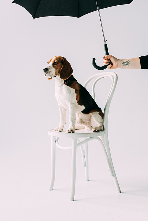 cropped view of woman holding black umbrella near beagle dog sitting on chair on grey background