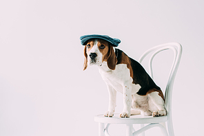 adorable beagle dog sitting on white chair in hat isolated on grey