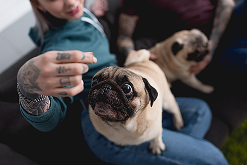 cropped image of tattooed couple with funny pug dogs at home
