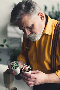 handsome bearded senior man holding small flower pots with succulents