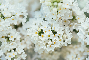 full frame image of white lilac bloom background