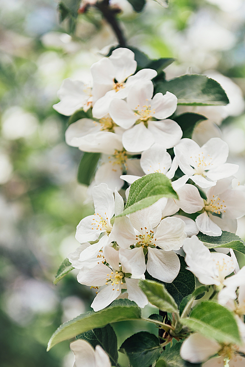 close up view of white apple tree bloom with leaves