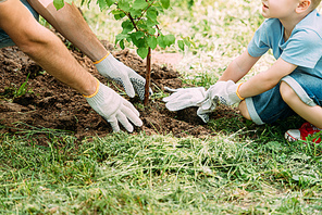 cropped image of father and son planting tree at park