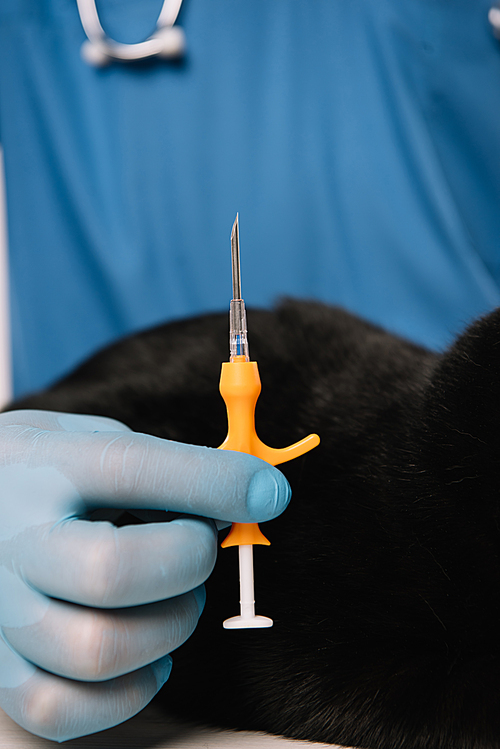 selective focus of syringe in hand of veterinarian in latex glove before microchipping procedure